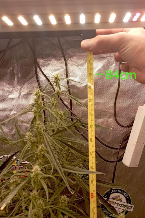 Apple Strudel Auto. Week 8
