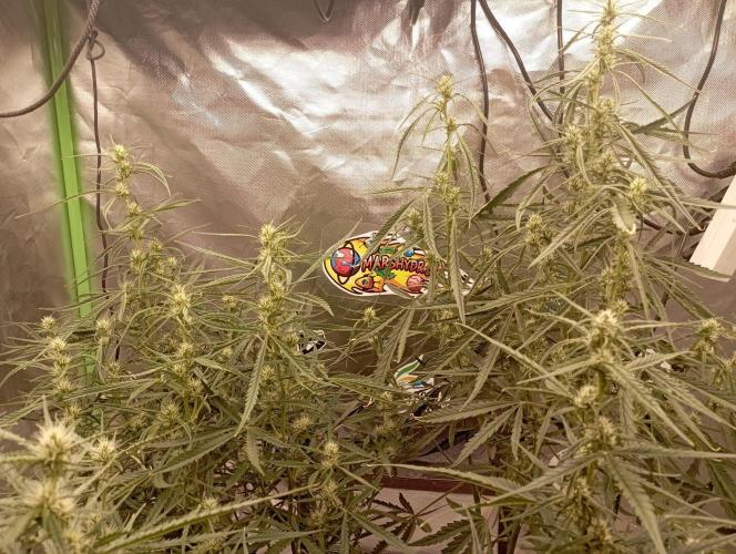 FB Apple Strudel. Week 8