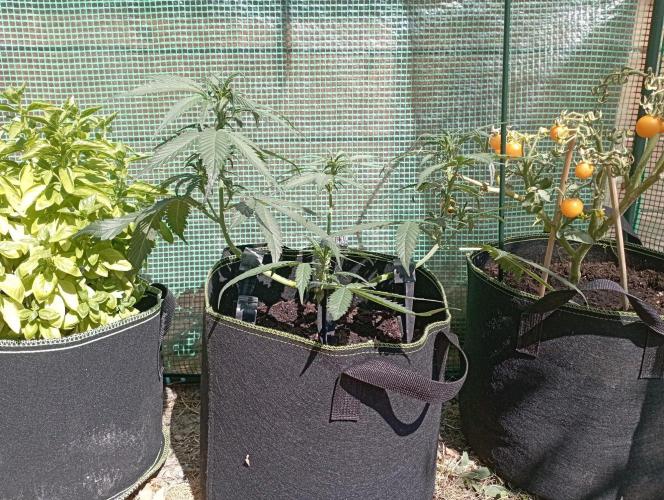 FB Strawberry Gorilla. Week 5