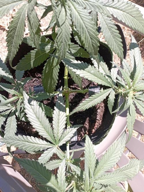 FB Strawberry Gorilla. Week 5