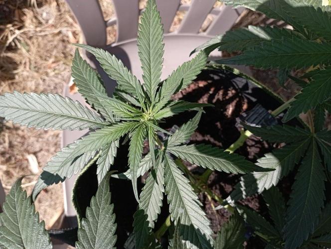 FB Strawberry Gorilla. Week 5