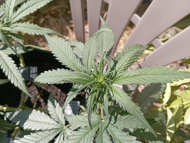 FB Strawberry Gorilla. Week 5