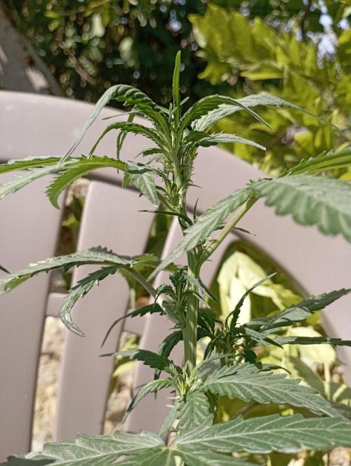 FB Strawberry Gorilla. Week 5
