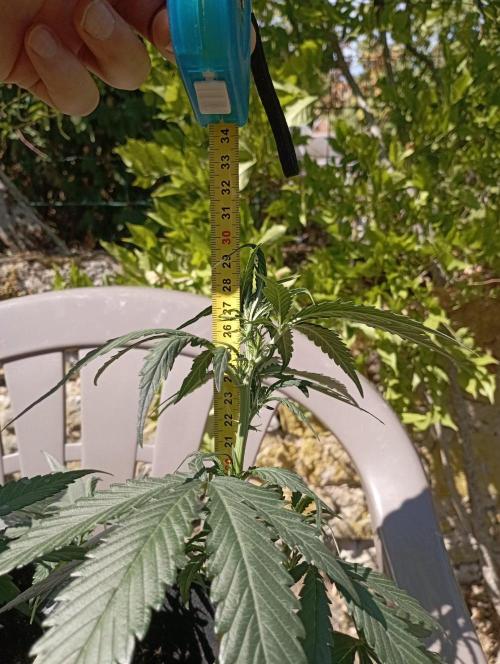FB Strawberry Gorilla. Week 5