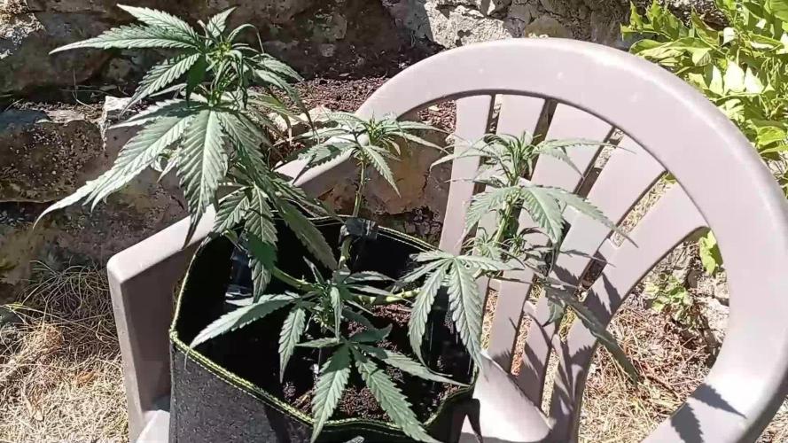 FB Strawberry Gorilla