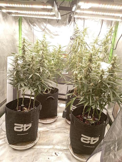 FB Apple Strudel. Week 9