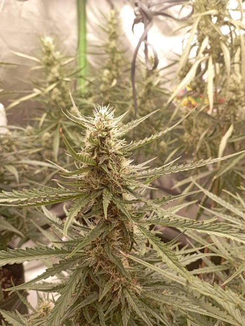 FB Apple Strudel. Week 9