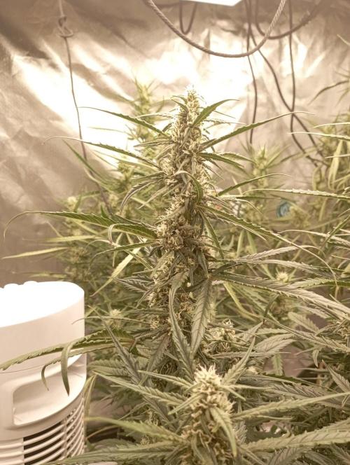FB Apple Strudel. Week 9