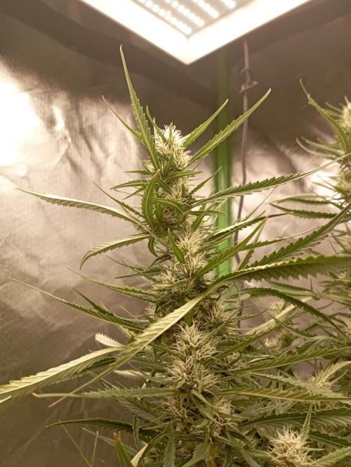 FB Apple Strudel. Week 9