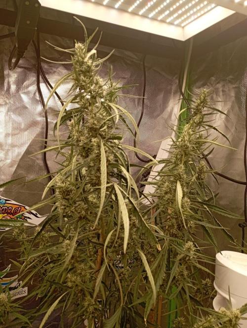 FB Apple Strudel. Week 9