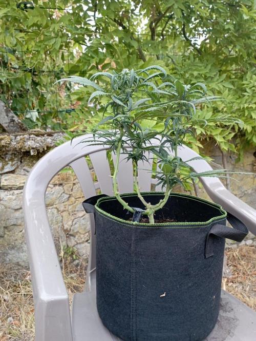 FB Strawberry Gorilla. Week 6