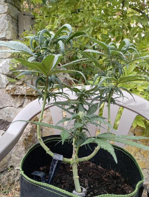 FB Strawberry Gorilla. Week 6