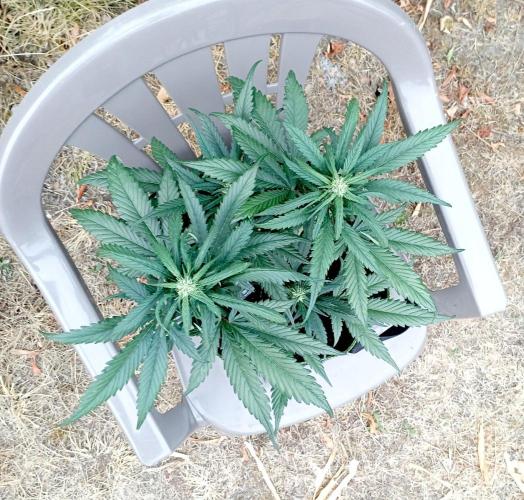 FB Strawberry Gorilla. Week 6
