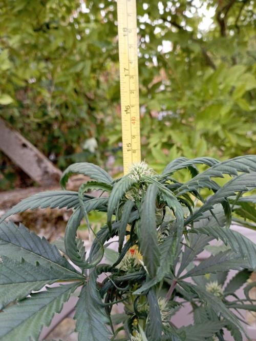 FB Strawberry Gorilla. Week 6