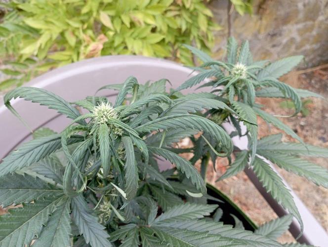 FB Strawberry Gorilla. Week 6
