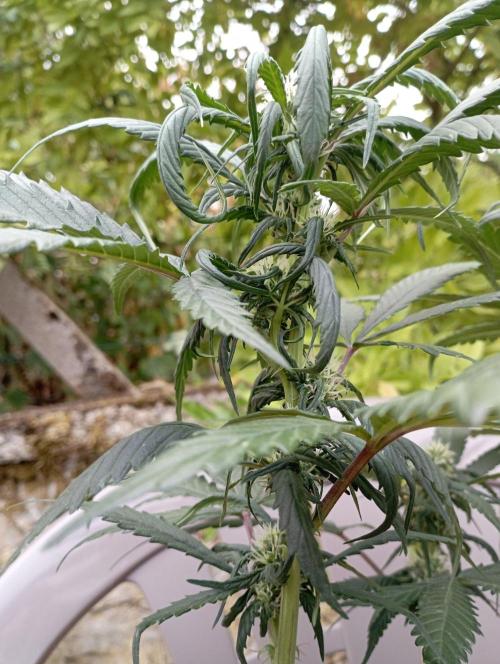 FB Strawberry Gorilla. Week 6