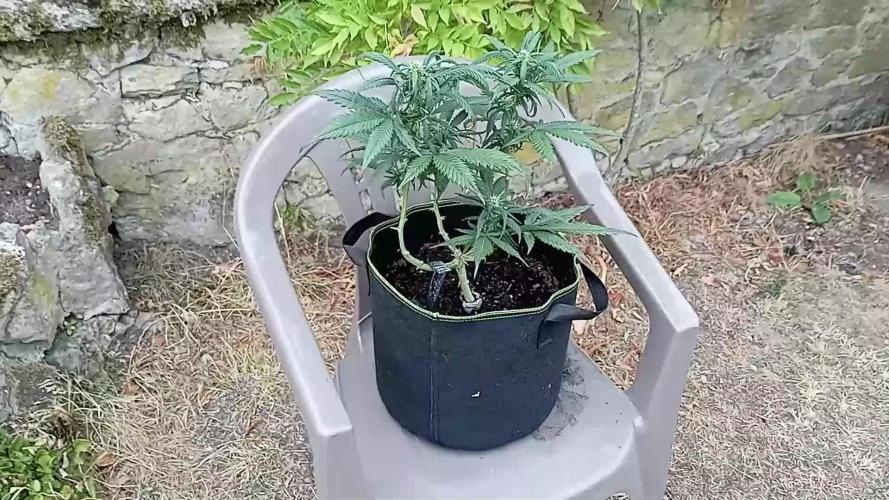 FB Strawberry Gorilla