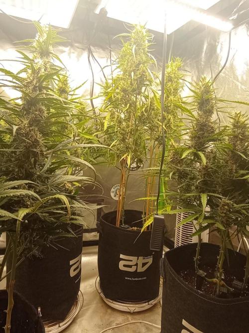 FB Apple Strudel. Week 10