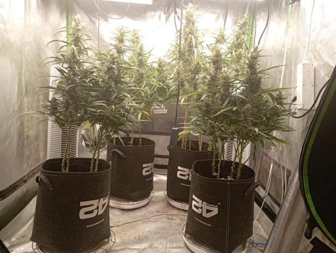 FB Apple Strudel. Week 10