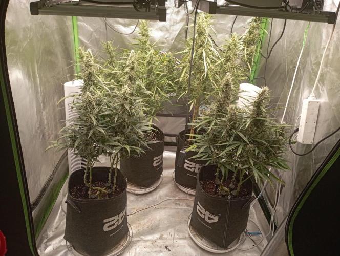 FB Apple Strudel. Week 10