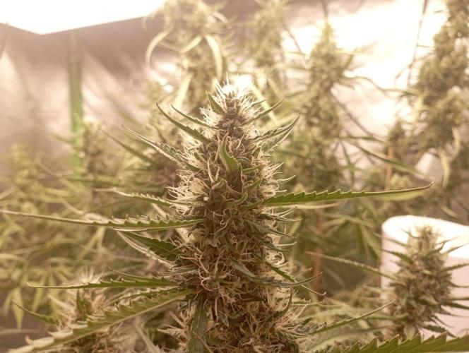 FB Apple Strudel. Week 10