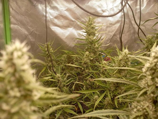 FB Apple Strudel. Week 10
