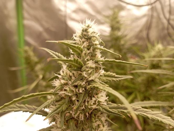 FB Apple Strudel. Week 10