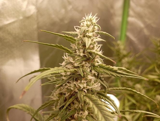 FB Apple Strudel. Week 10