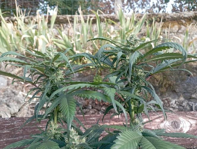 FB Strawberry Gorilla. Week 7