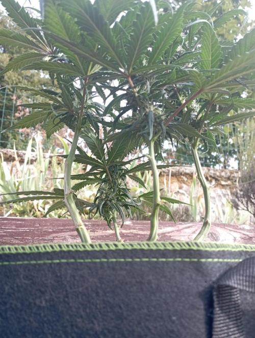 FB Strawberry Gorilla. Week 7