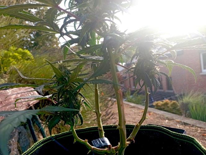Fast Buds - Strawberry Gorilla Auto door Selkot