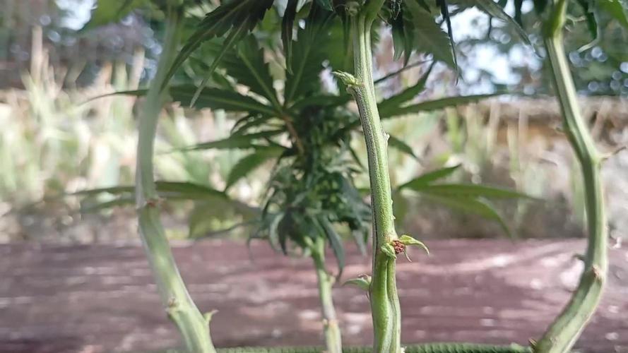 FB Strawberry Gorilla
