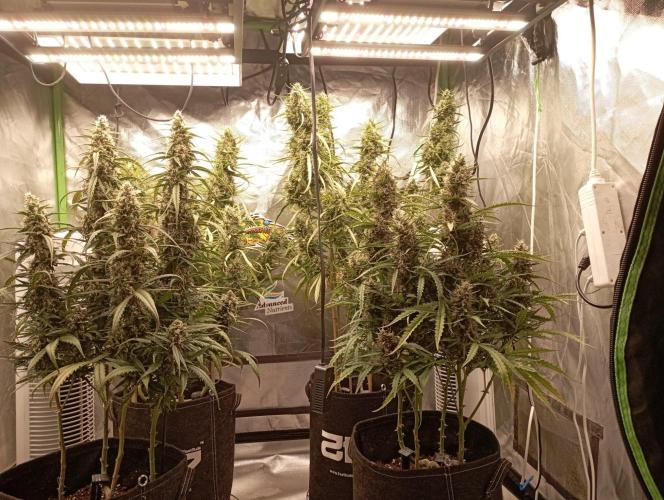 FB Apple Strudel. Week 11