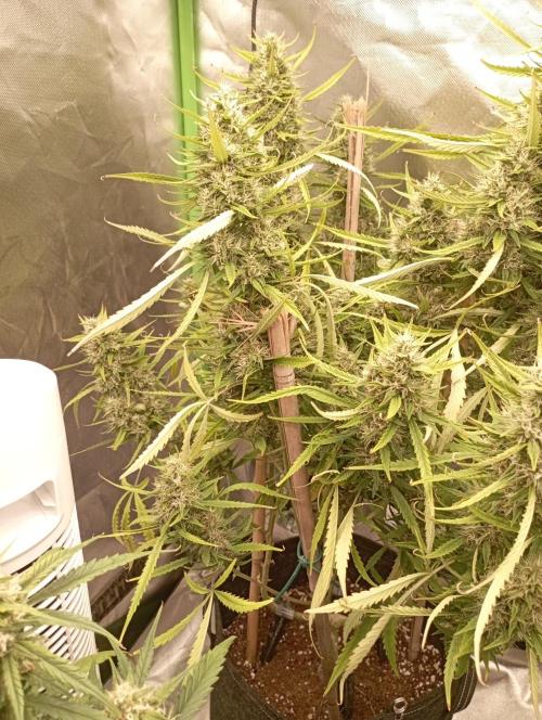 FB Apple Strudel. Week 11