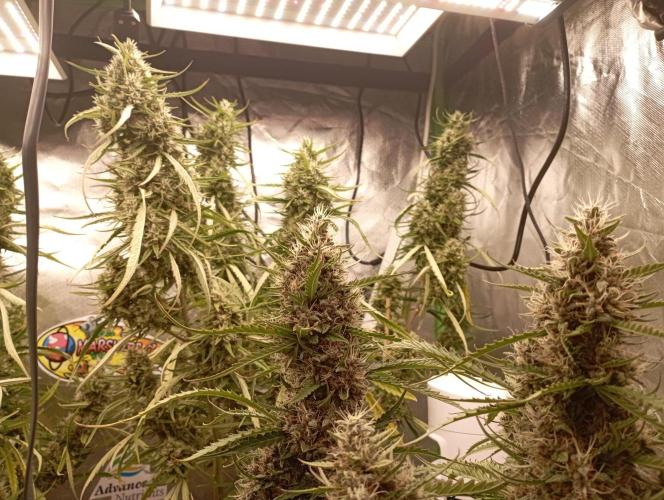 FB Apple Strudel. Week 11