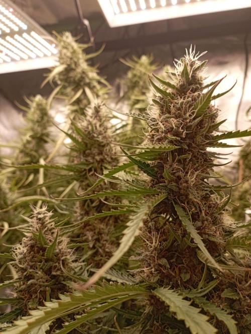 FB Apple Strudel. Week 11