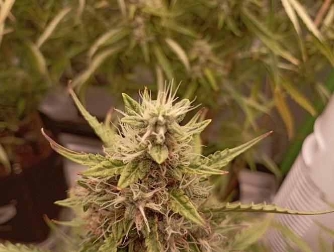 Apple Strudel Auto. Week 11