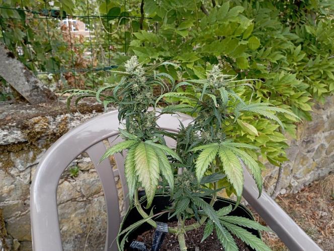 FB Strawberry Gorilla. Week 8