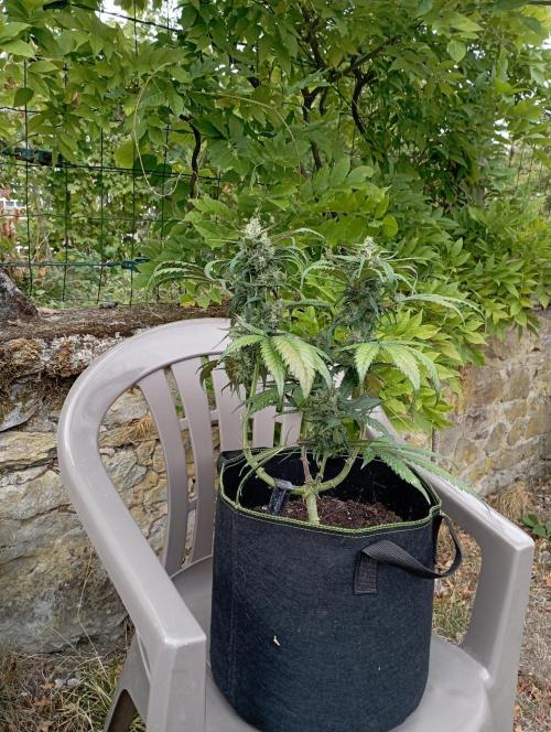 FB Strawberry Gorilla. Week 8