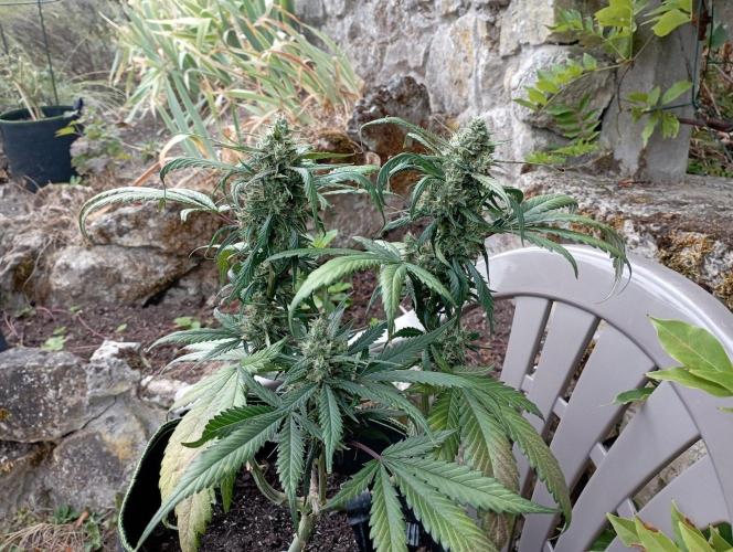 FB Strawberry Gorilla. Week 8
