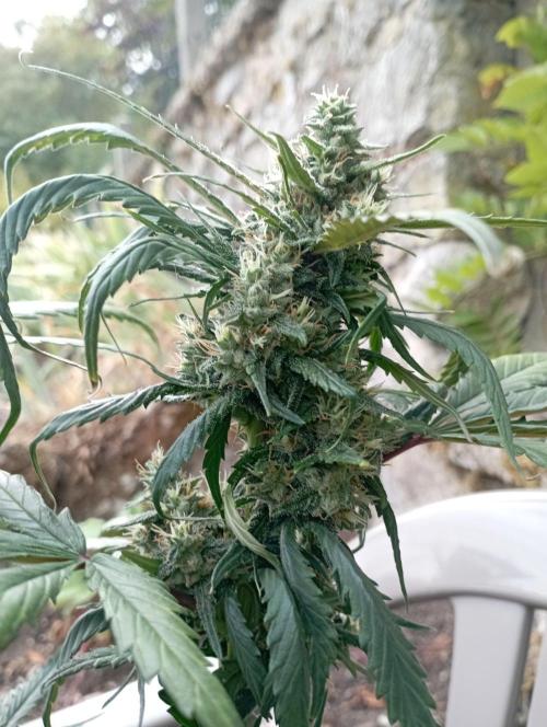 FB Strawberry Gorilla. Week 8