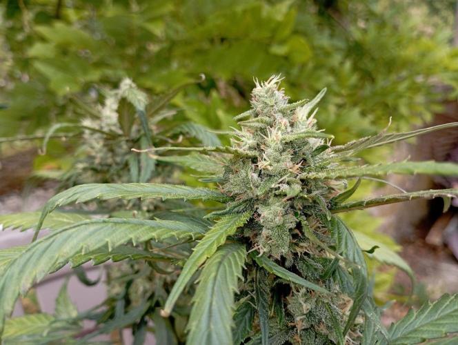 FB Strawberry Gorilla. Week 8