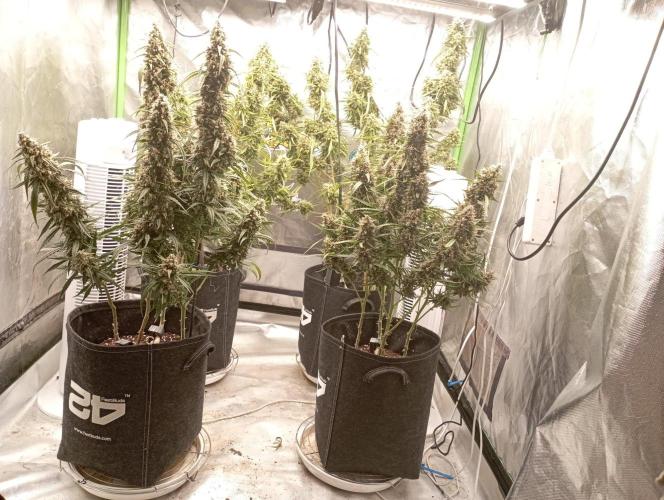 FB Apple Strudel. Week 12