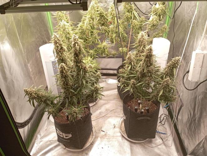 FB Apple Strudel. Week 12