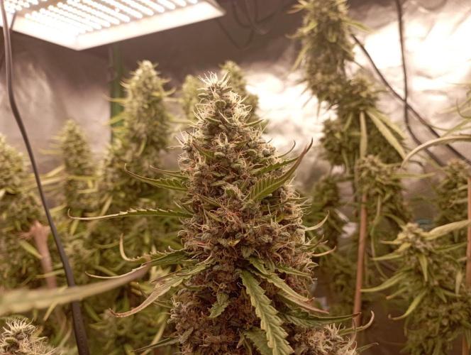 FB Apple Strudel. Week 12