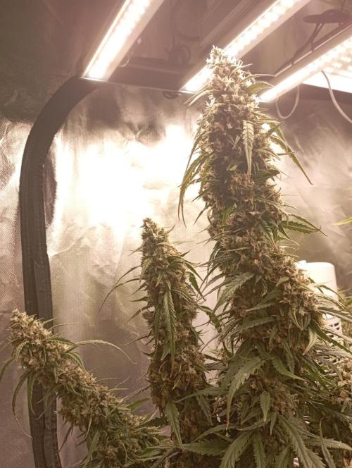 FB Apple Strudel. Week 12
