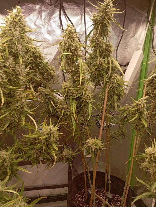 FB Apple Strudel. Week 12