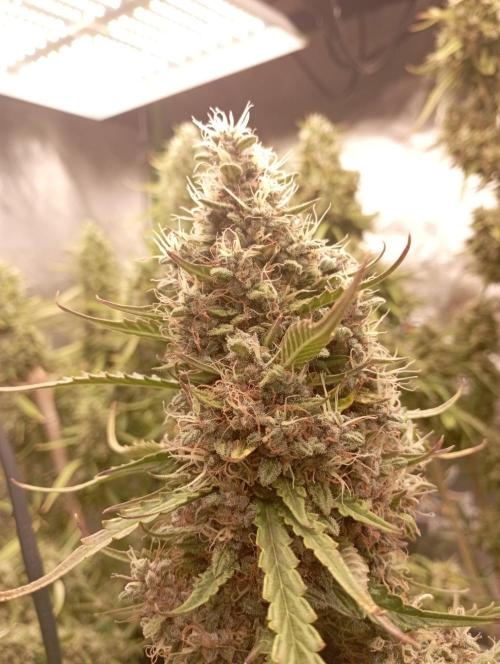 FB Apple Strudel. Week 12