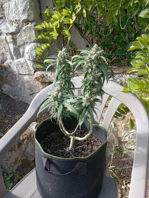 FB Strawberry Gorilla. Week 9