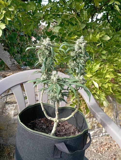 FB Strawberry Gorilla. Week 9